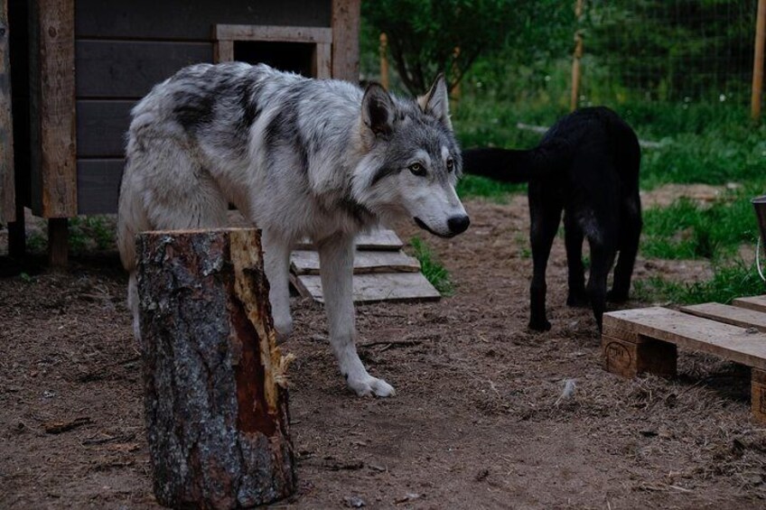 Meet Taivas and the Wolfdogs