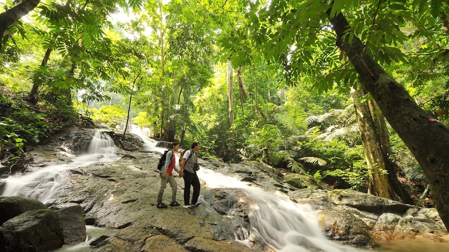 A DAY IN RAINFOREST