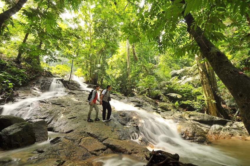 A DAY IN RAINFOREST