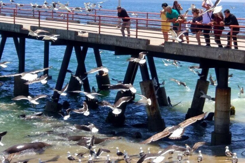 Shore Excursion: Valpo in 1 day! Semi-private walking tour & public transport