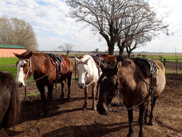 Gaucho Day Trip from Buenos Aires: Santa Susana Ranch