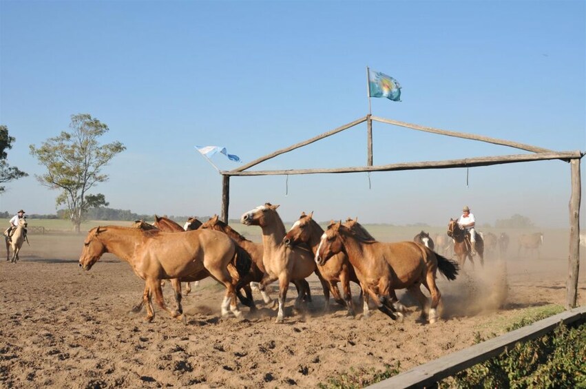 Gaucho Day Trip from Buenos Aires: Santa Susana Ranch