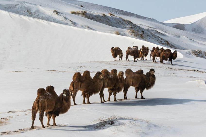 13 Days Ice and Camel Festival 2020