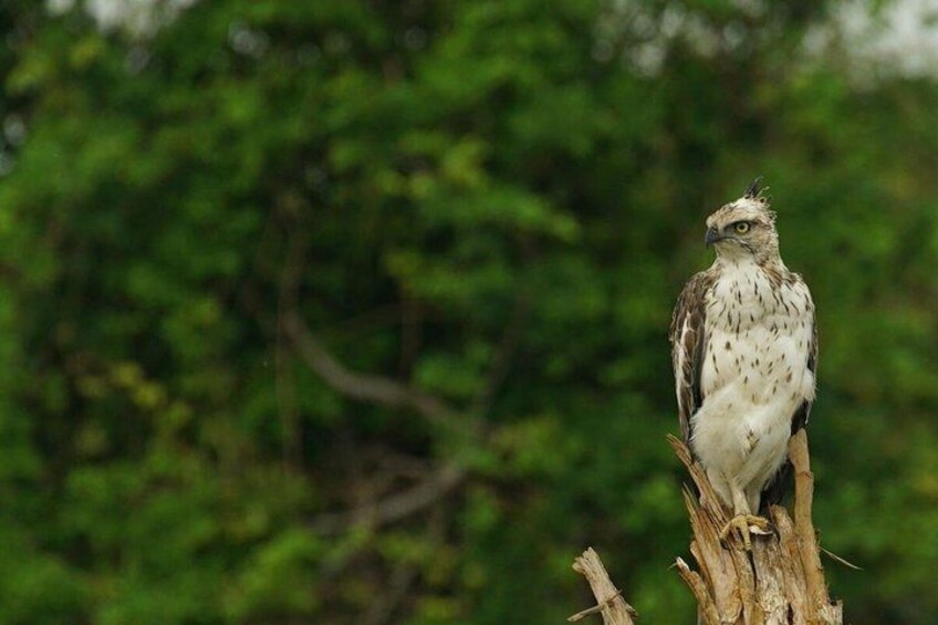  Half Day Udawalawe Safari from Kalutara (Entrance + Lunch)