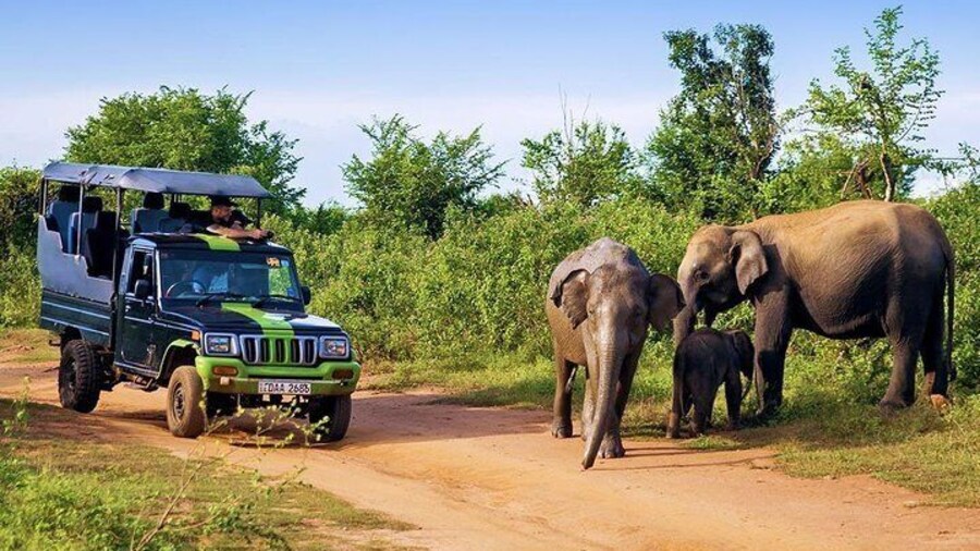 Half Day Udawalawe Safari from Kalutara