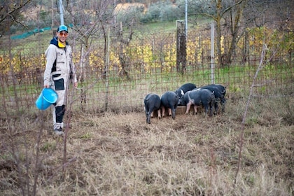 Visita a la granja Cinta Senese con almuerzo ligero