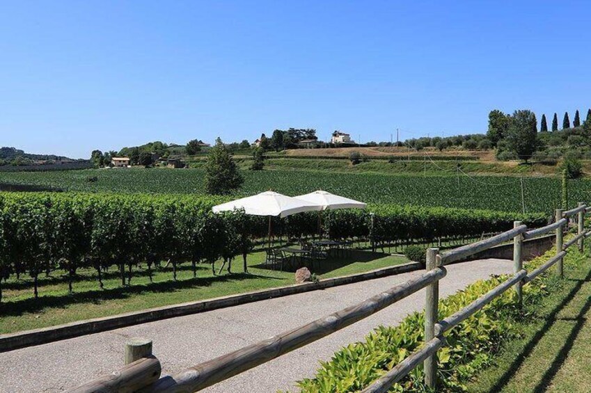 Wine and food tasting in the vineyards in Lazise