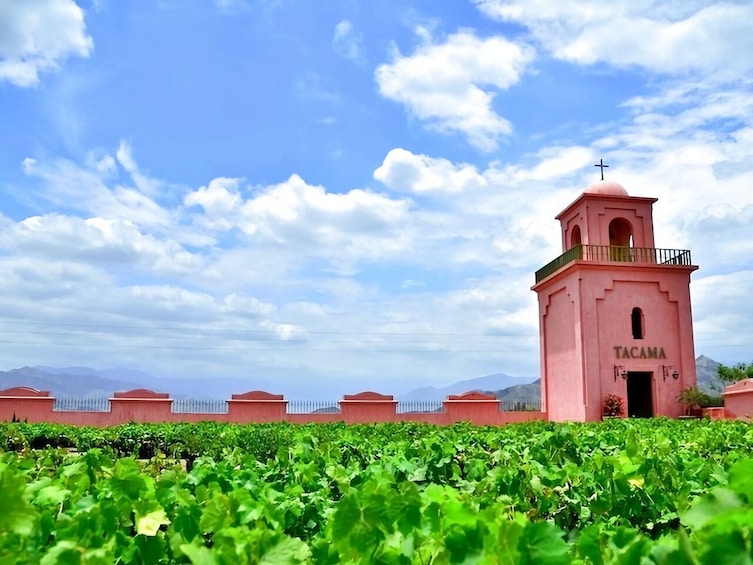 Winery & Pisco Tour in Ica