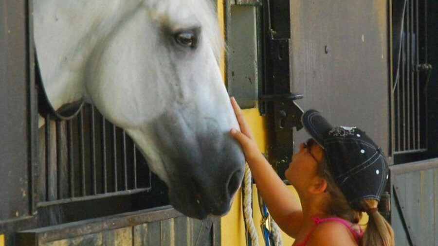 Carthusian Stud private – Yeguada de la Cartuja
