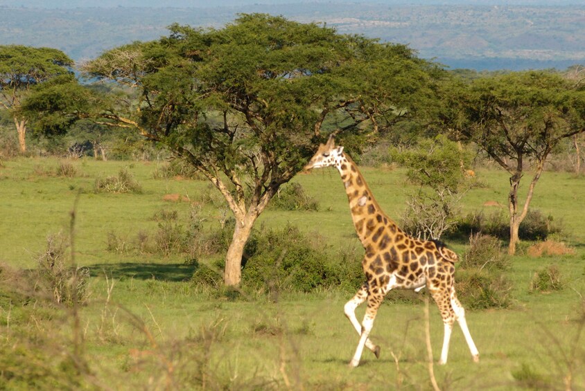 20 Days Combined East African Adventure Safari