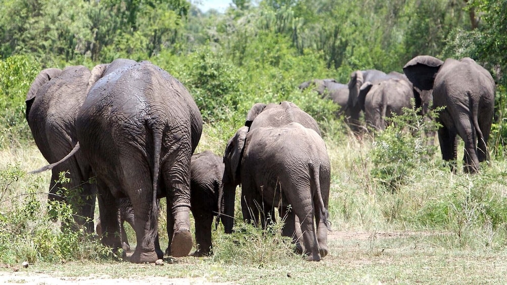 20 Days Combined East African Adventure Safari
