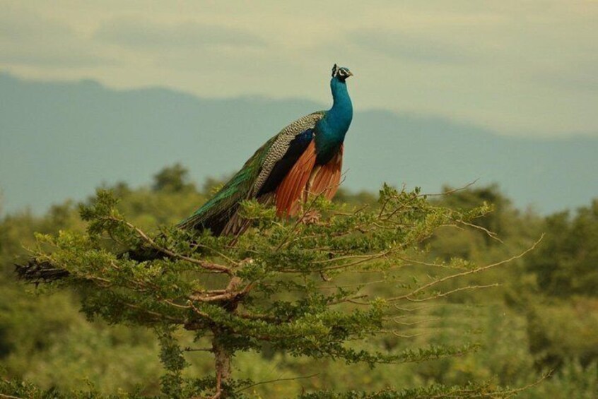 Udawalawe Half Day Safari (Entrance + Lunch)