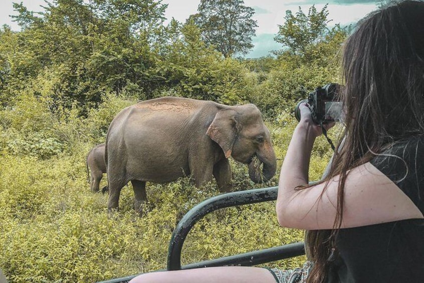 Half Day Udawalawe Safari (Entrance + Lunch)