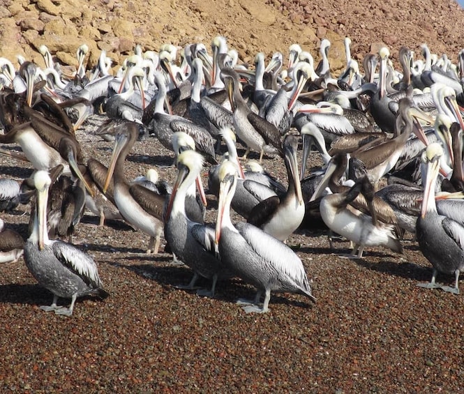 Ballestas Islands & Chandelier Tour from Paracas