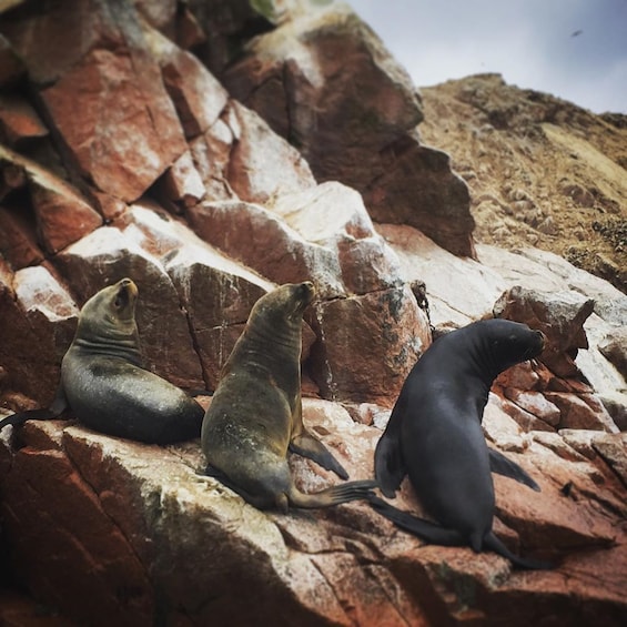 Ballestas Islands & Chandelier Tour from Paracas