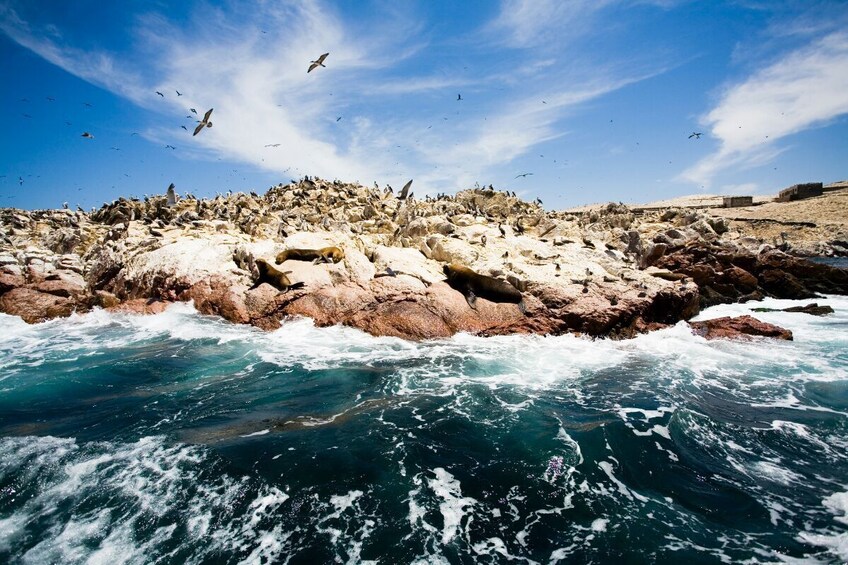 Ballestas Islands & Chandelier Tour from Paracas