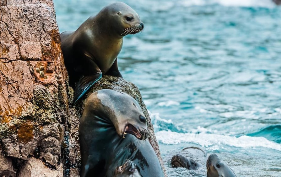 Ballestas Islands & Chandelier Tour from Paracas