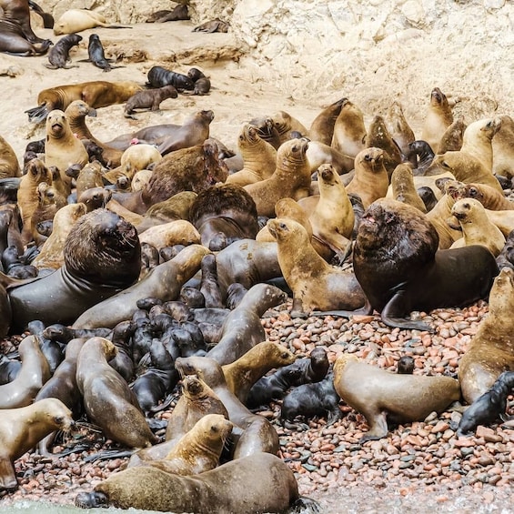 Ballestas Islands & Chandelier Tour from Paracas