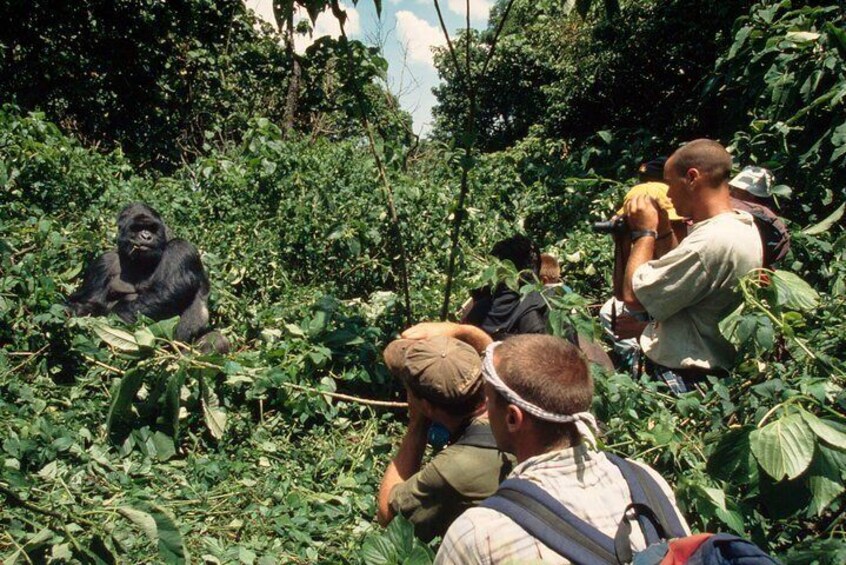 gorilla tracking