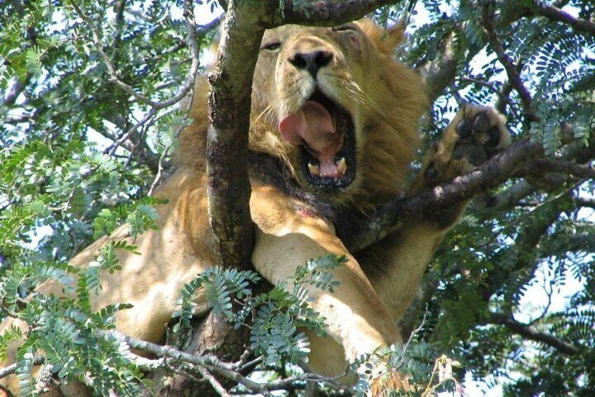 Tree climbing male lion