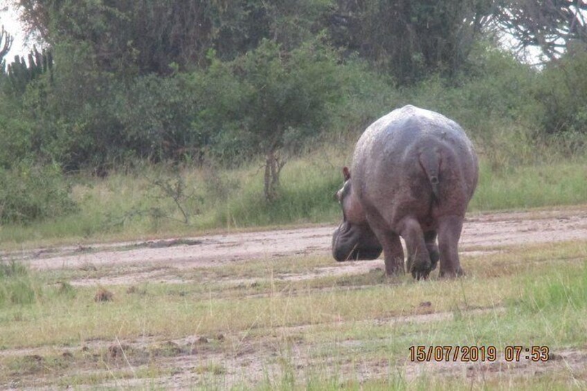 hippo