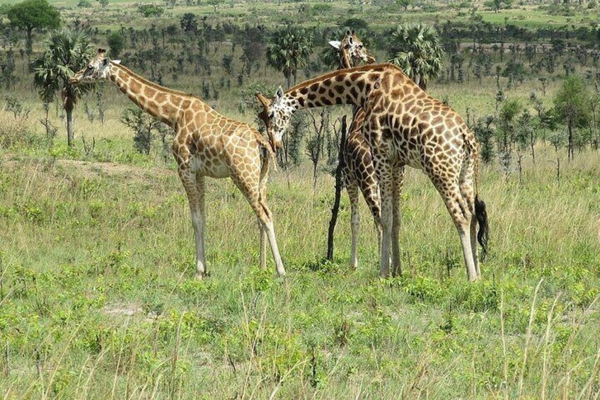 giraffes by airways