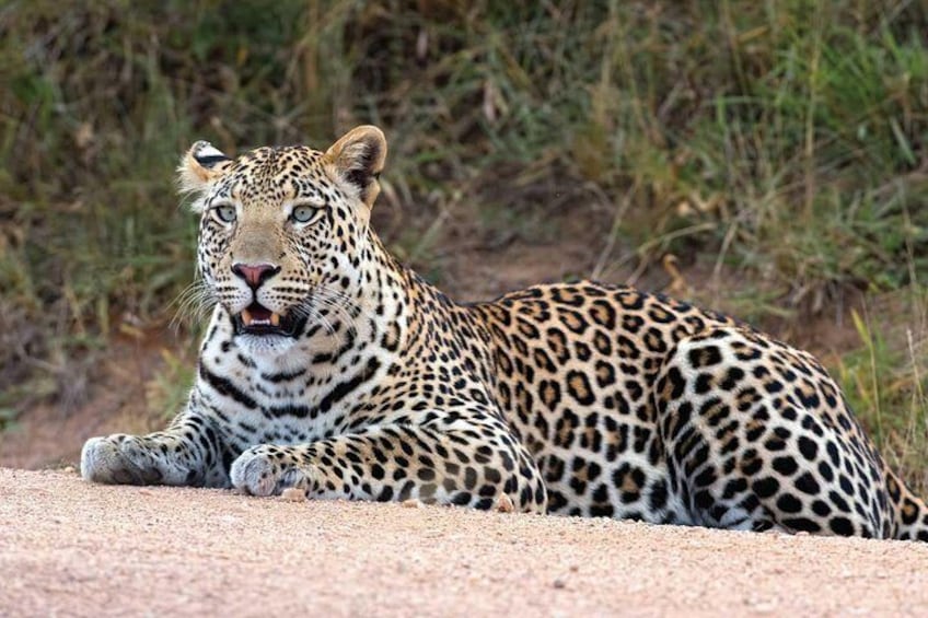 Leopard uganda Africa safaris