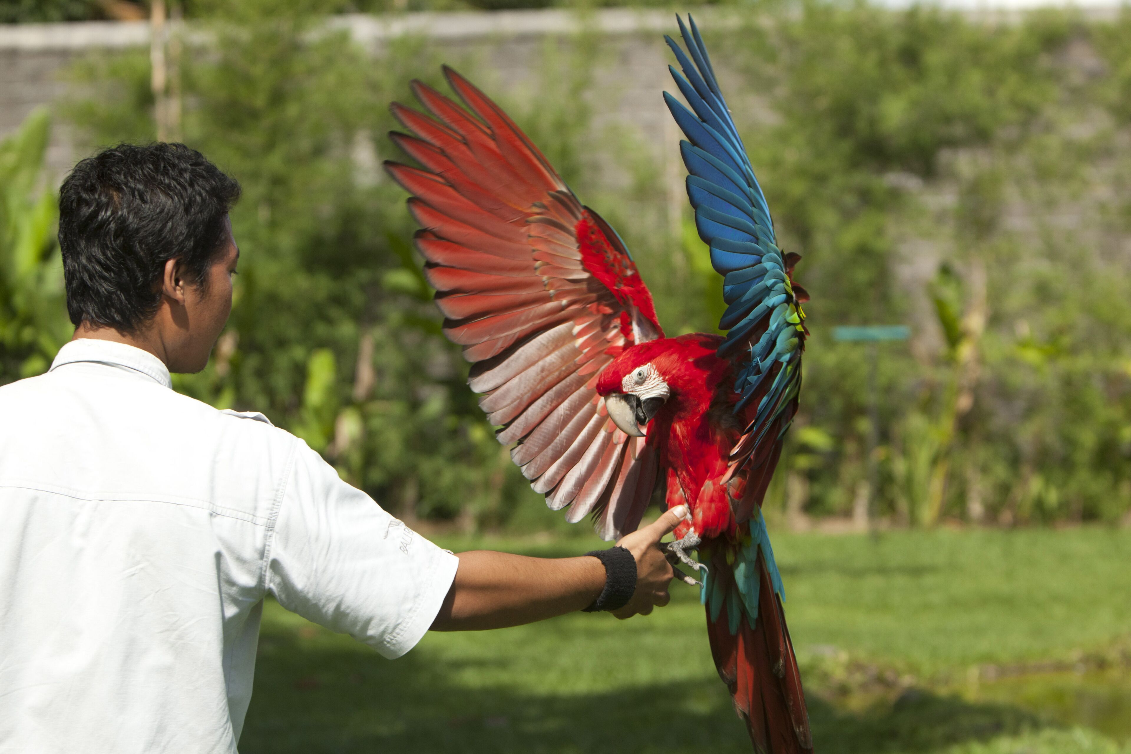Objek Wisata Bali Bird Park