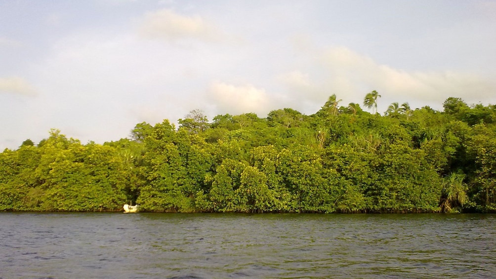 Trees along riverbank in Balapitiya