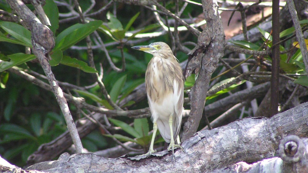 Bird in tree in Colombo