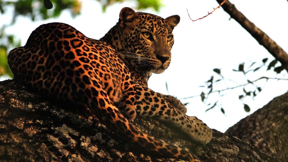 Leopard in a tree in Colombo