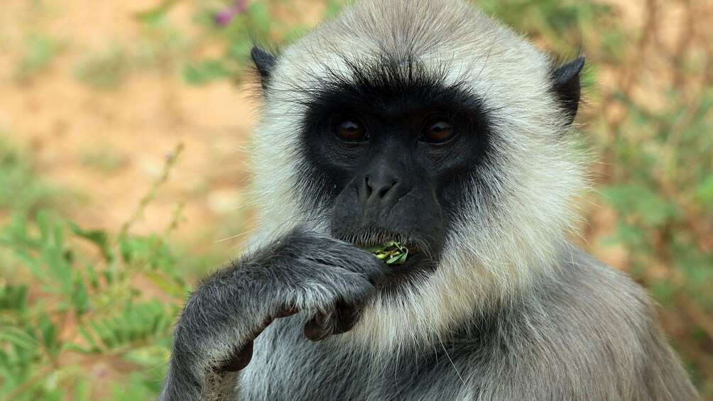 Black and white monkey in Colombo