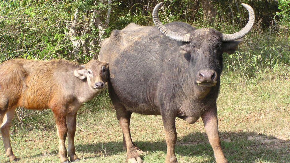 Water buffalo near Colombo