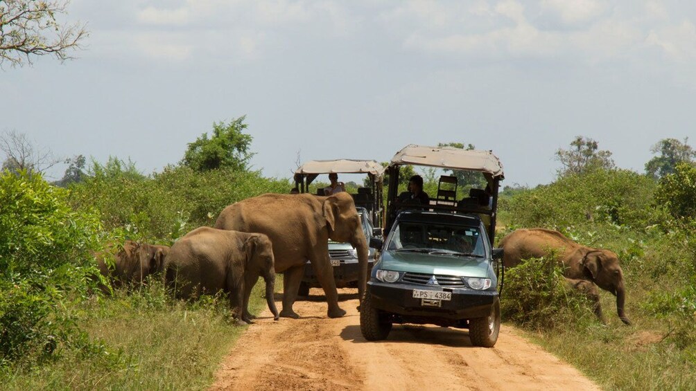 Elephants near colombo