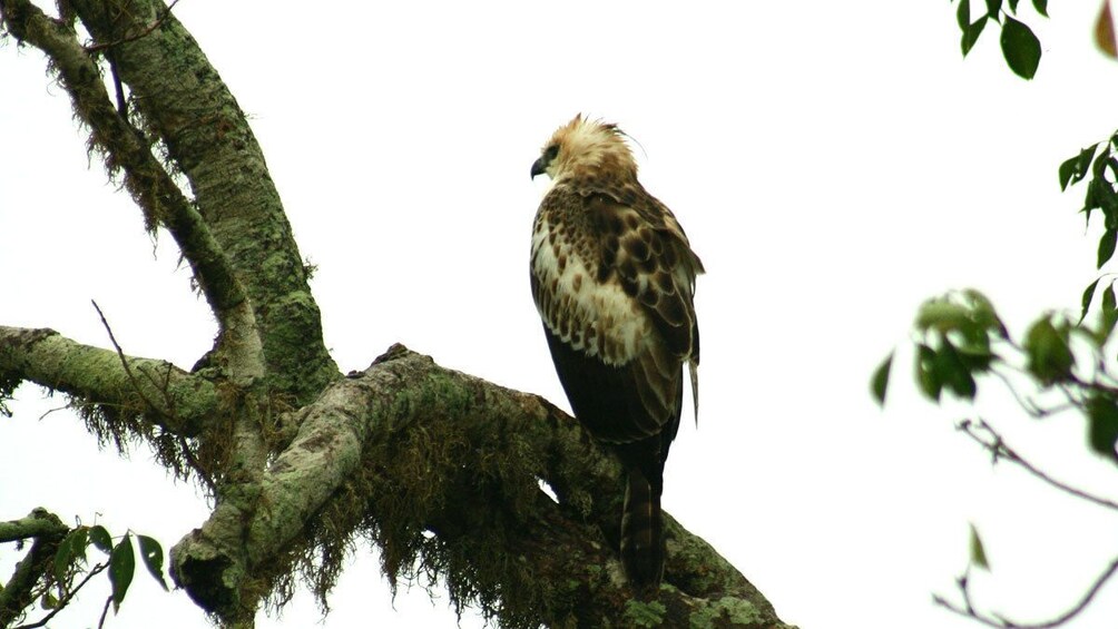 bird in a tree in colombo