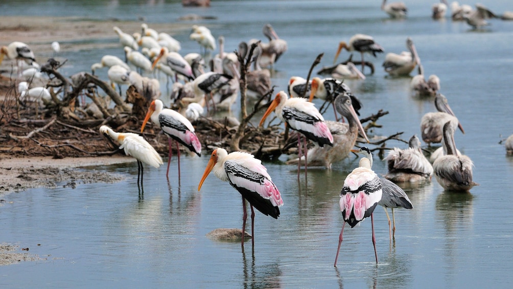 birds in the water in colombo