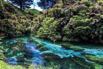Redwood Forest , Blue Springs & Huka Falls Day Tour from Auckland