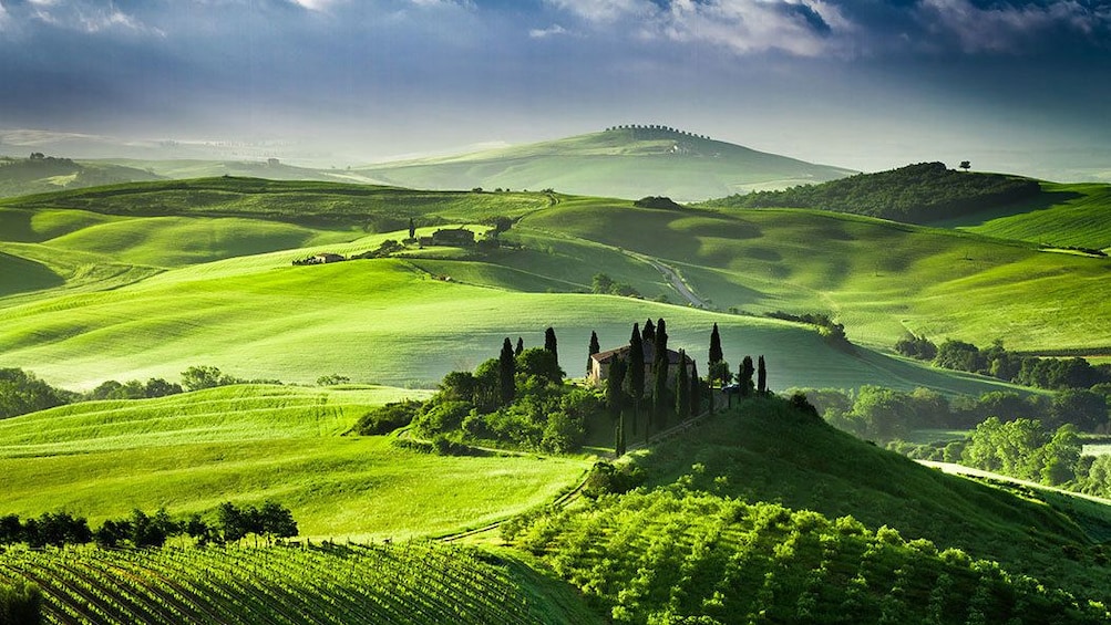 vineyard on the rolling hills in Siena
