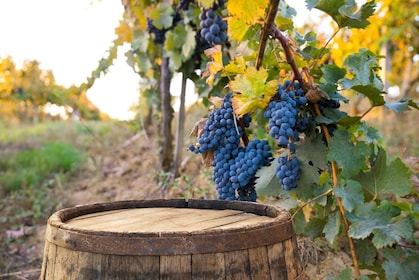 Cata de vinos Brunello di Montalcino en grupo reducido desde Siena