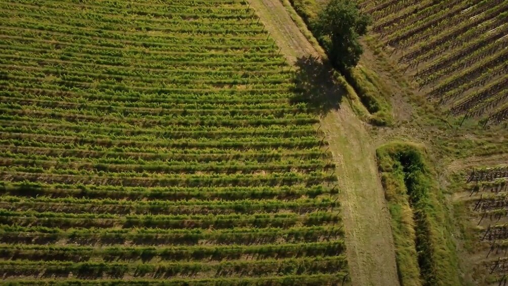 San Gimignano, Chianti & Montalcino small group from Siena