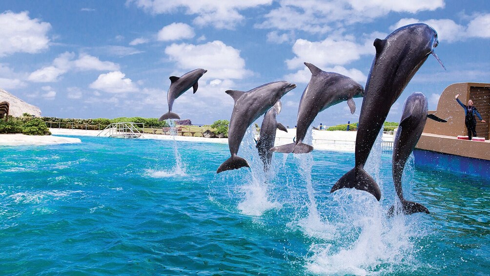 Go Oahu All-Inclusive: 45+ Attractions in 1 Pass