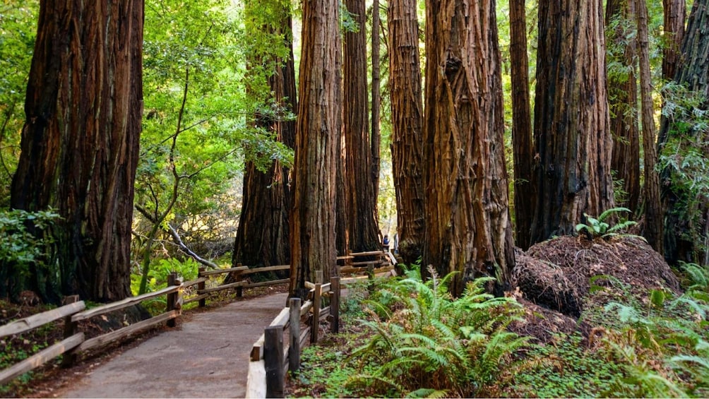 Muir Woods with Napa and Sonoma Wine Country Tour