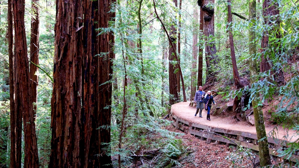 Hikers in the Muir Woods