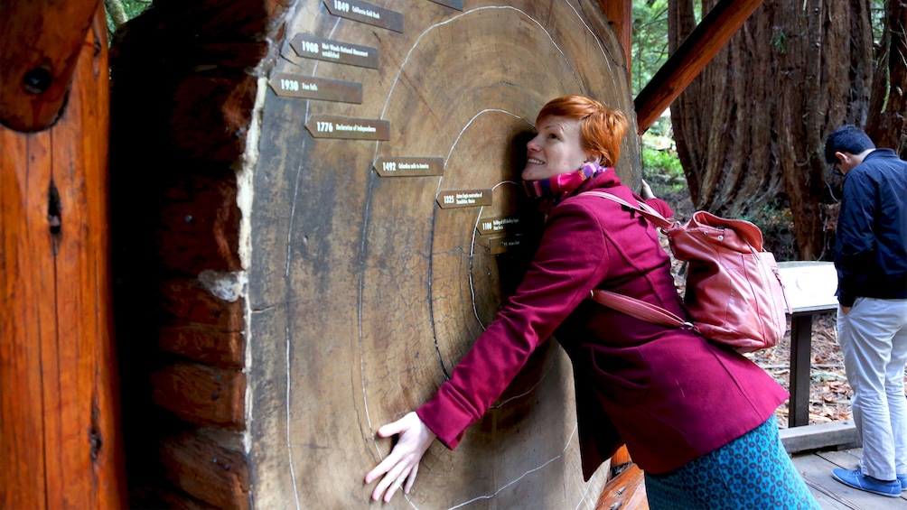 Woman hugging a cross section of a massive tree trunk in the Muir woods