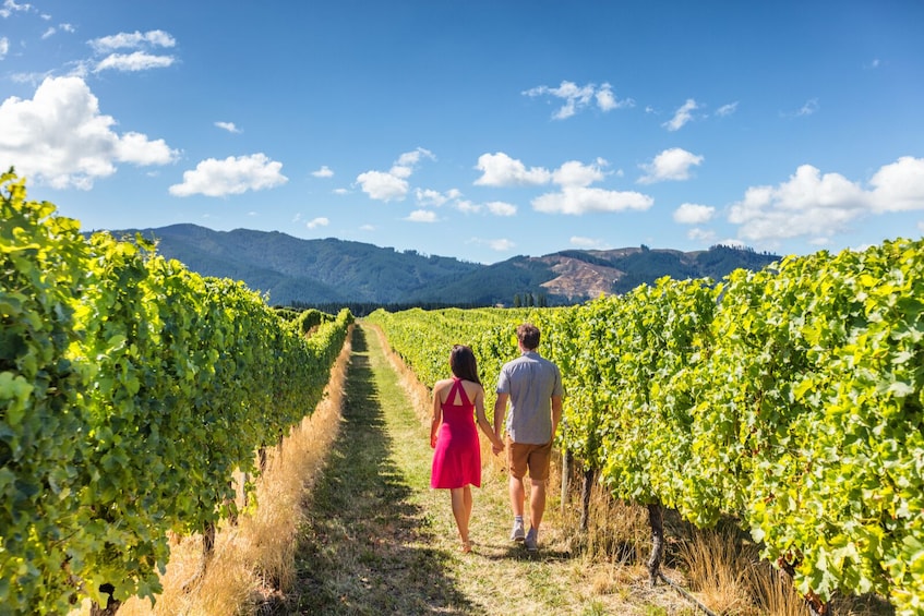 Muir Woods with Napa and Sonoma Wine Country Tour