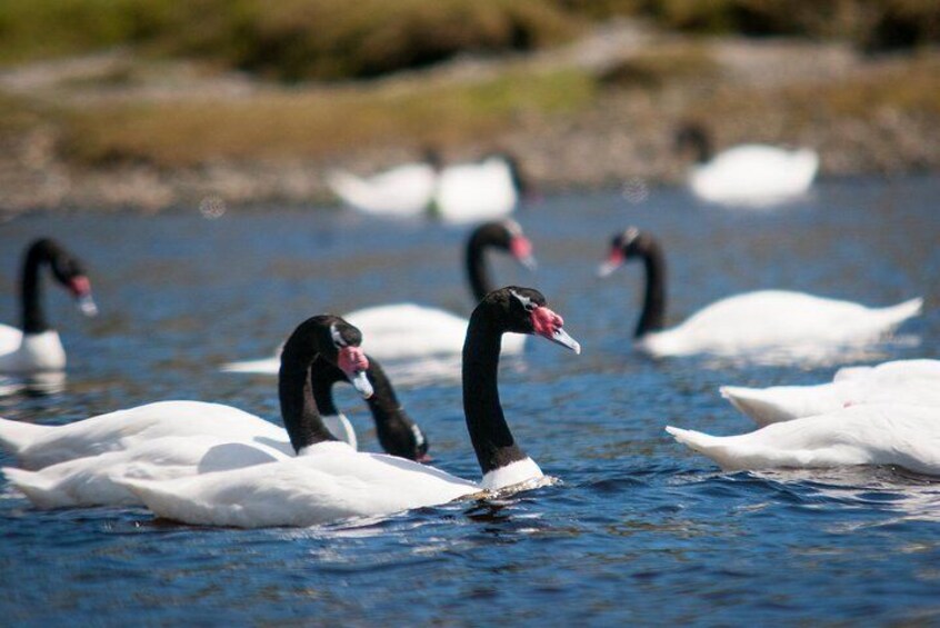 Puerto Varas; Full day, Chiloe island: Ancud, Caulin and Lacuy