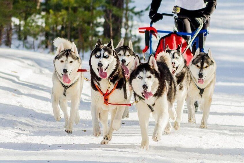 Dog sledging