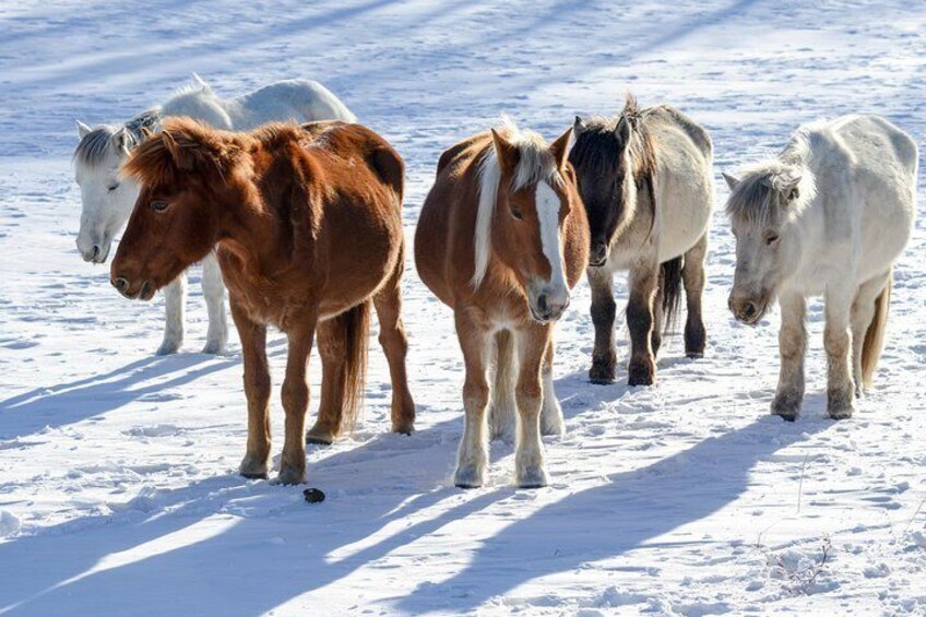 1day Dog Sledging, Visit The Terelj National Park And Chenggis Khaan Statue.