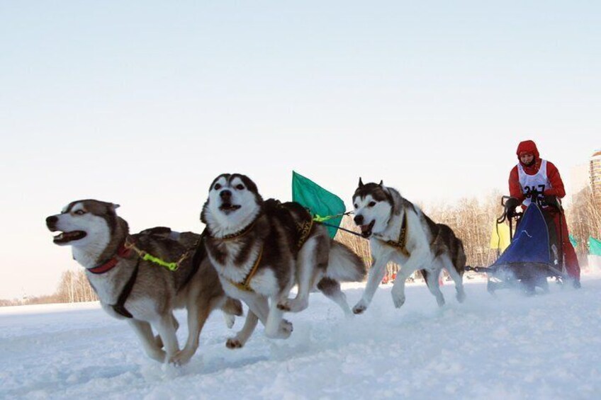 Dog sledging 