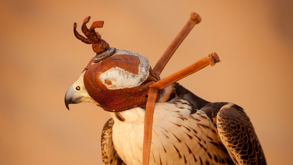 Falcon wearing leather blind mask in Dubai